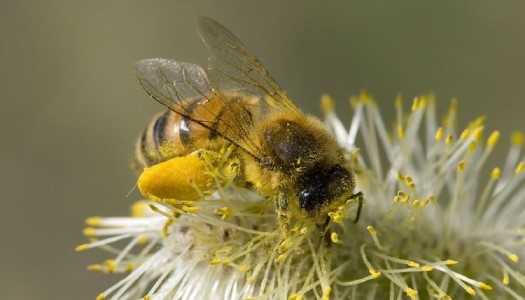 Loài ong có bao nhiêu mắt?